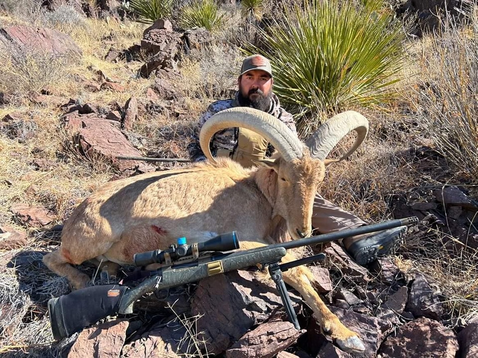Aoudad ram lying on a rock ledge with the hunter's rifle propped in front of it, yucca and broken rock behind