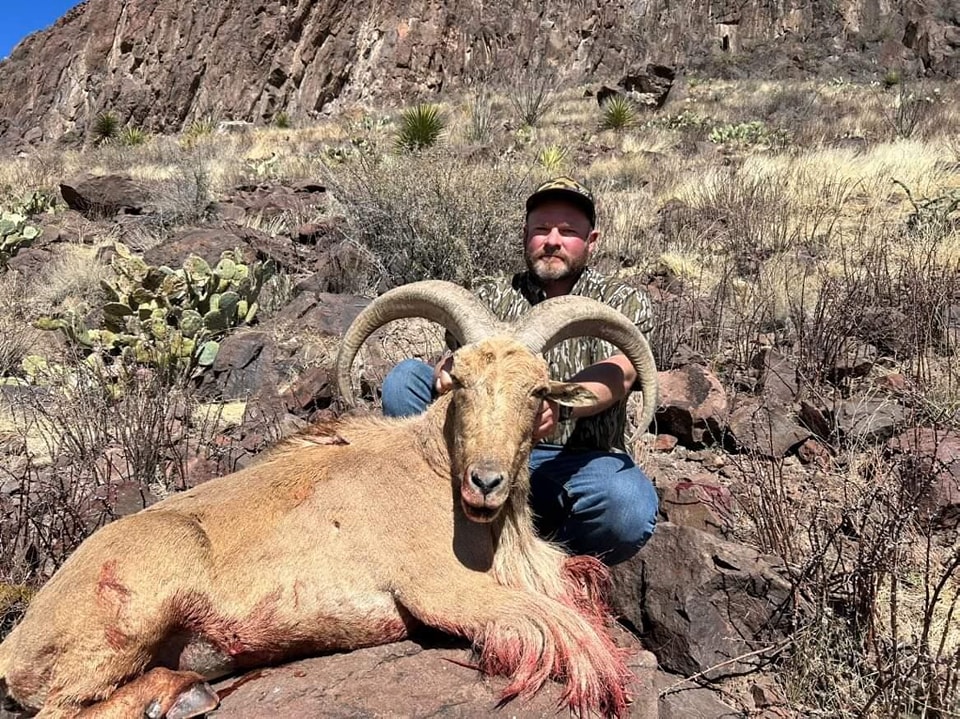 Hunter kneeling behind a heavy aoudad ram on a rocky bench, prickly pear and desert scrub around them