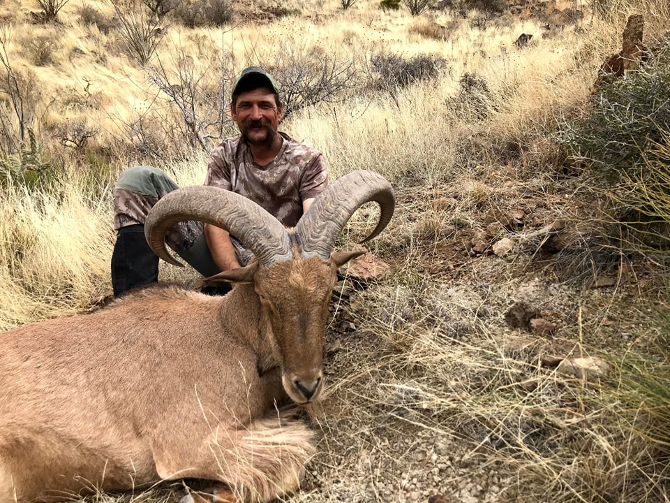 Hunter behind an aoudad ram bedded in tall golden grass on a steep West Texas slope