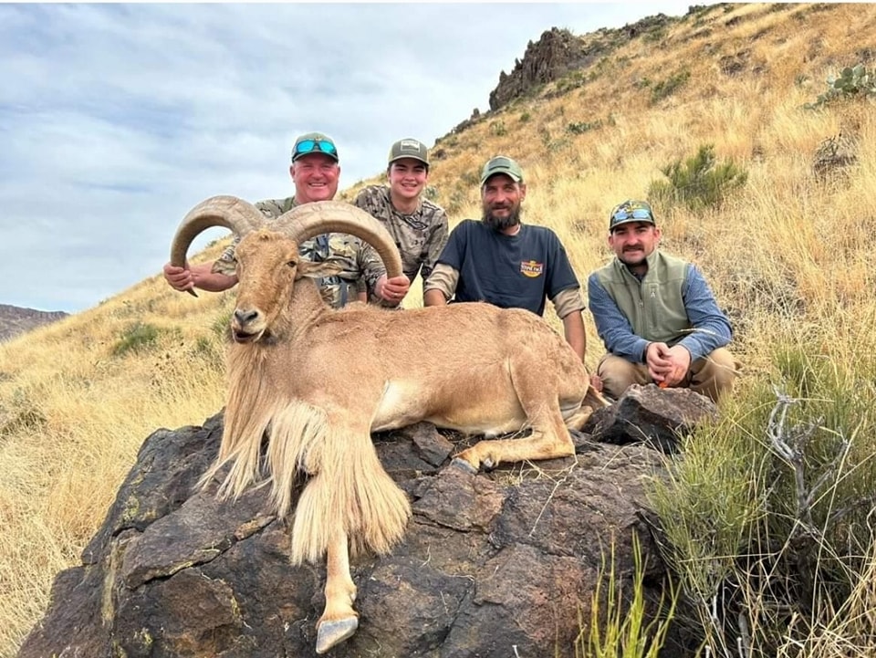 Four hunters kneeling on a rock outcrop behind a heavy-horned aoudad ram, grass hillside behind