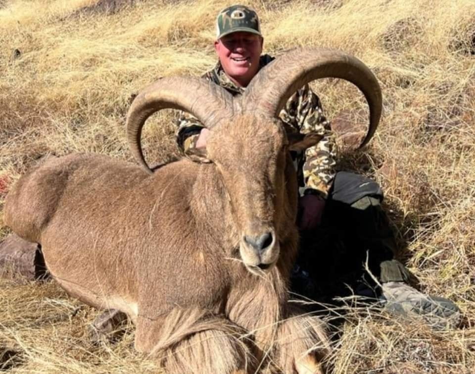Close view of a hunter behind an aoudad ram with heavy curled horns in tall dry grass