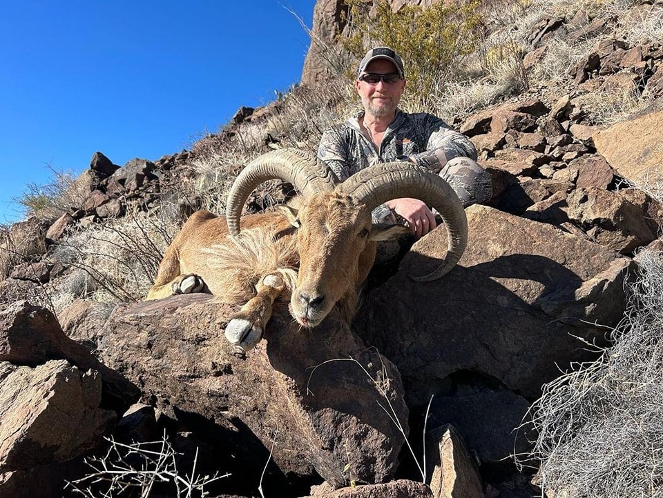 Hunter behind an aoudad ram resting on dark volcanic rock