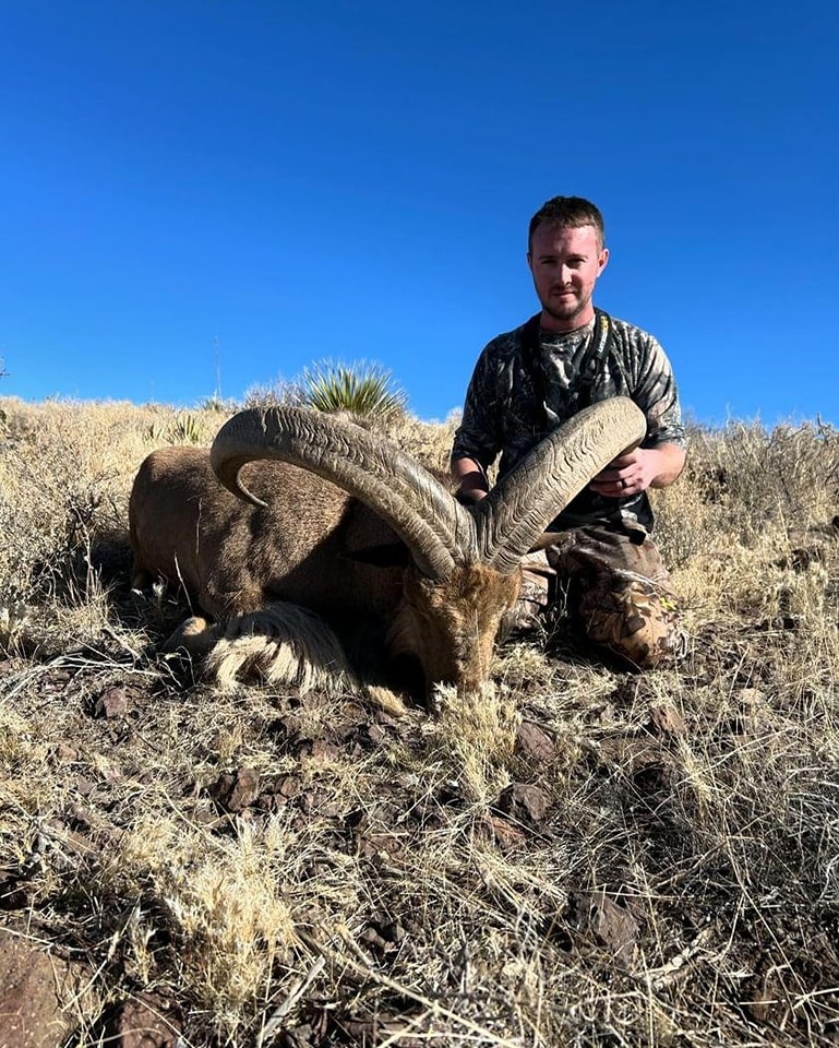 Hunter kneeling behind an aoudad ram in dry grass under a clear blue sky