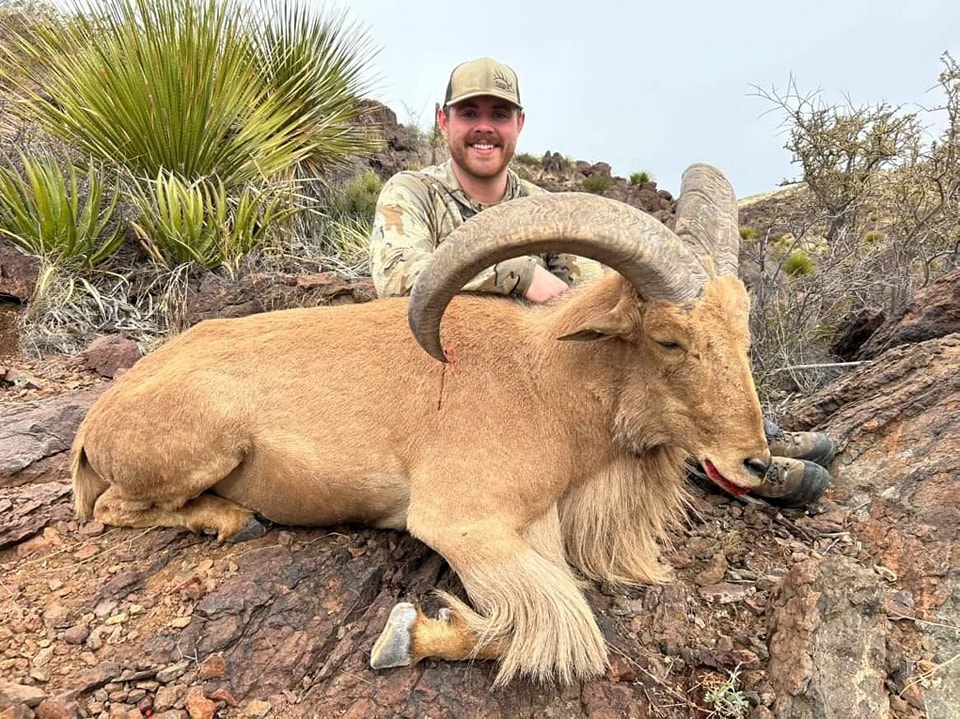 Hunter kneeling behind a pale, heavy-horned aoudad ram on a rocky slope among sotol and yucca